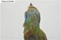 五色鳥藏品圖，第9張